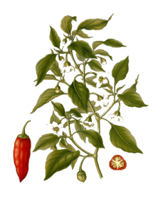 Cayenne Pepper